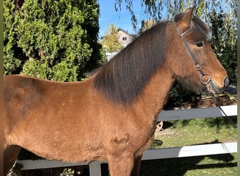 Islandais, Jument, 7 Ans, 144 cm, Bai