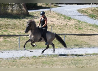 Islandais, Jument, 7 Ans, 145 cm, Isabelle