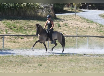 Islandais, Jument, 7 Ans, 145 cm, Isabelle