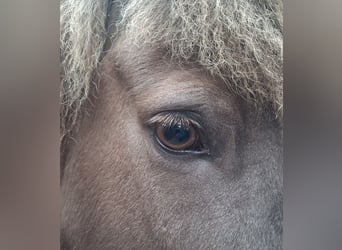Islandais, Jument, 7 Ans, 146 cm