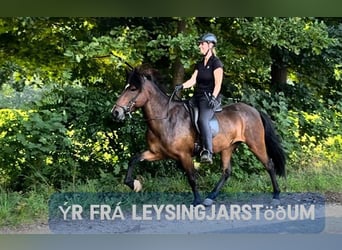 Islandais, Jument, 7 Ans, 147 cm, Bai