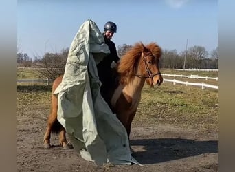 Islandais, Jument, 7 Ans, 148 cm, Alezan