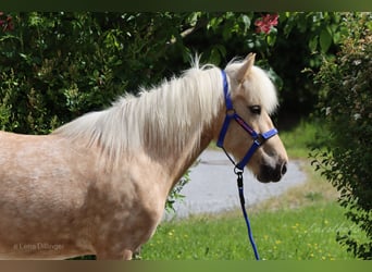 Islandais, Jument, 7 Ans, Palomino