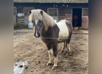 Islandais, Jument, 8 Ans, 135 cm, Pinto