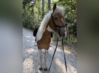 Islandais, Jument, 8 Ans, 136 cm, Pinto