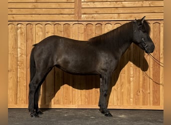 Islandais, Jument, 8 Ans, 139 cm