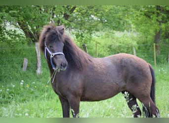Islandais, Jument, 8 Ans, 140 cm, Bai