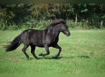 Islandais, Jument, 8 Ans, 140 cm, Bai