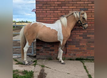 Islandais, Jument, 8 Ans, 140 cm, Pinto