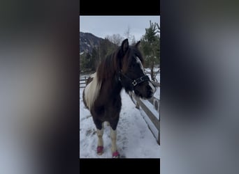 Islandais, Jument, 8 Ans, 140 cm, Pinto