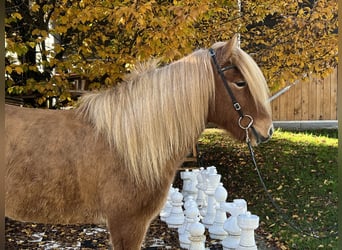 Islandais, Jument, 8 Ans, 141 cm, Alezan