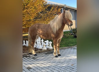 Islandais, Jument, 8 Ans, 141 cm, Alezan