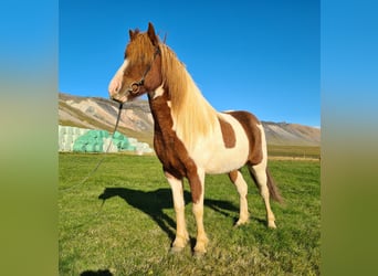 Islandais, Jument, 8 Ans, 141 cm, Pinto