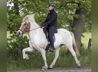 Islandais, Jument, 8 Ans, 142 cm, Pinto