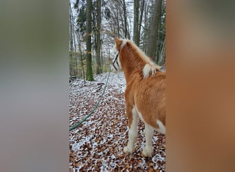 Islandais, Jument, 8 Ans, 142 cm, Pinto