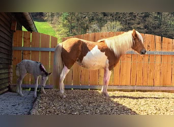 Islandais, Jument, 8 Ans, 142 cm, Pinto