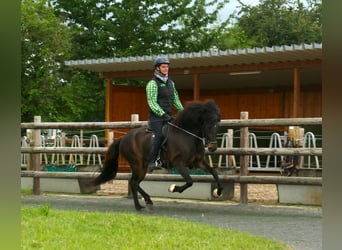 Islandais, Jument, 8 Ans, 145 cm, Bai