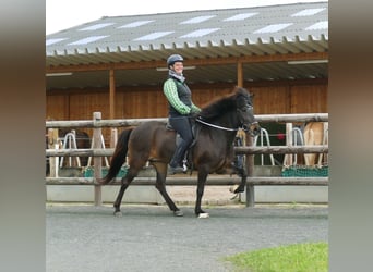 Islandais, Jument, 8 Ans, 145 cm, Bai