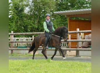 Islandais, Jument, 8 Ans, 145 cm, Bai