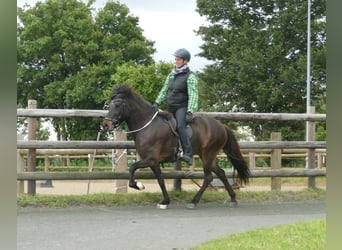 Islandais, Jument, 8 Ans, 145 cm, Bai