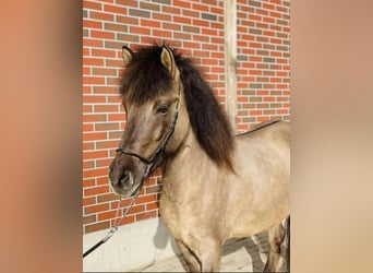 Islandais, Jument, 8 Ans, 145 cm, Isabelle