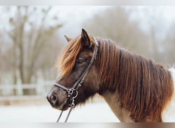 Islandais, Jument, 8 Ans, 146 cm, Pinto