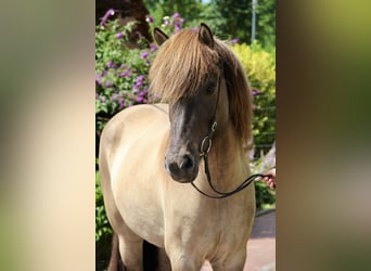 Islandais, Jument, 8 Ans, 150 cm, Isabelle