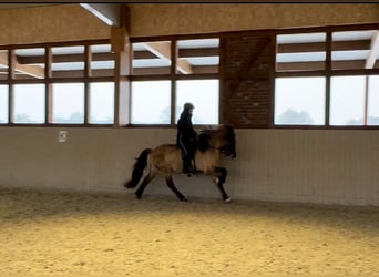 Islandais, Jument, 8 Ans, 153 cm, Isabelle