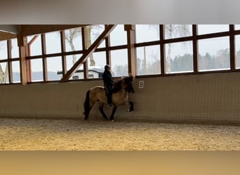 Islandais, Jument, 8 Ans, 153 cm, Isabelle