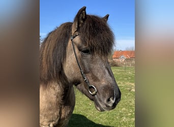 Islandais, Jument, 9 Ans, 136 cm, Isabelle