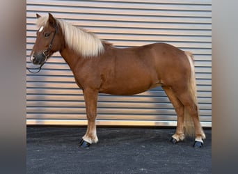 Islandais, Jument, 9 Ans, 138 cm, Alezan
