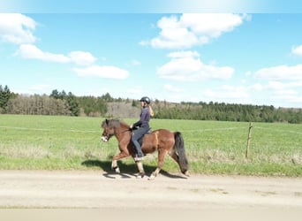 Islandais, Jument, 9 Ans, 138 cm, Bai