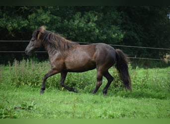 Islandais, Jument, 9 Ans, 140 cm, Bai