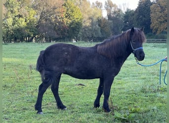 Islandais, Jument, 9 Ans, 140 cm, Gris noir