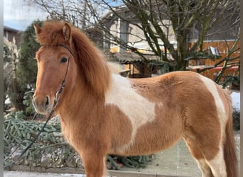 Islandais, Jument, 9 Ans, 140 cm, Pinto