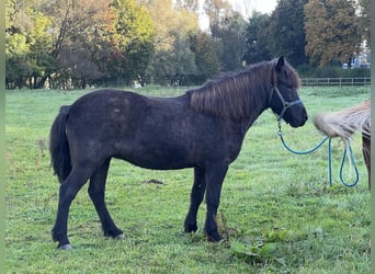 Islandais, Jument, 9 Ans, 140 cm, Rouan Bleu