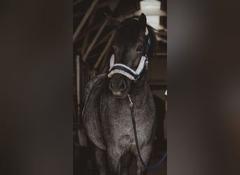 Islandais, Jument, 9 Ans, 142 cm, Rouan Bleu