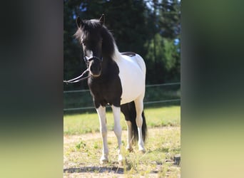 Islandais, Jument, 9 Ans, 143 cm, Pinto