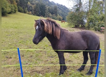 Islandais, Jument, 9 Ans, 144 cm, Bai brun foncé