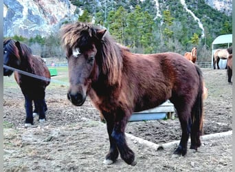 Islandais, Jument, 9 Ans, 144 cm, Bai brun foncé