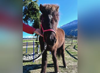 Islandais, Jument, 9 Ans, 144 cm, Bai brun foncé