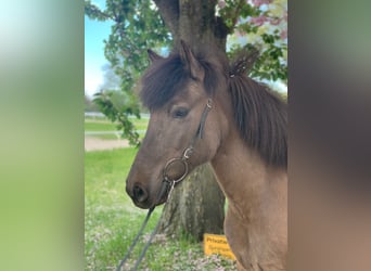 Islandais, Jument, 9 Ans, 144 cm, Bai