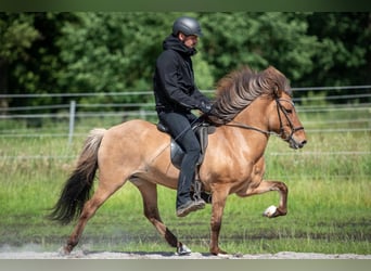 Islandais, Jument, 9 Ans, 144 cm, Bai clair