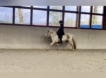 Islandais, Jument, 9 Ans, 144 cm, Palomino