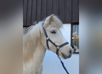 Islandais, Jument, 9 Ans, 144 cm, Palomino