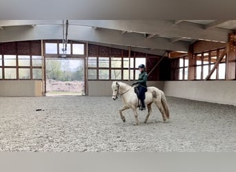Islandais, Jument, 9 Ans, 144 cm, Palomino