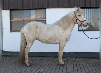 Islandais, Jument, 9 Ans, 144 cm, Palomino