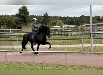 Islandais, Jument, 9 Ans, 145 cm, Noir
