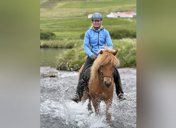 Islandais, Jument, 9 Ans, Alezan