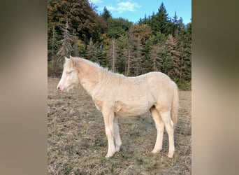 Islandais, Jument, Poulain (04/2026), 138 cm, Isabelle